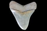 Serrated, Fossil Megalodon Tooth - Nice Enamel #74756-2